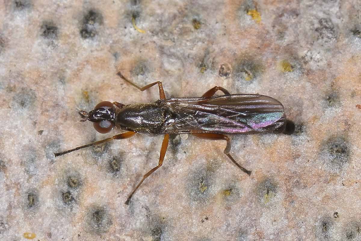 Megamerinidae: Megamerina dolium